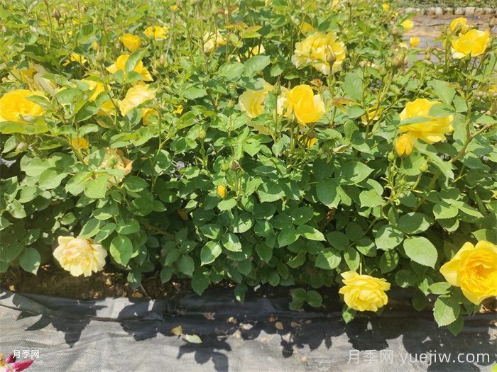 ?月季花開敗后，如何做讓下一波花更多？(圖1)