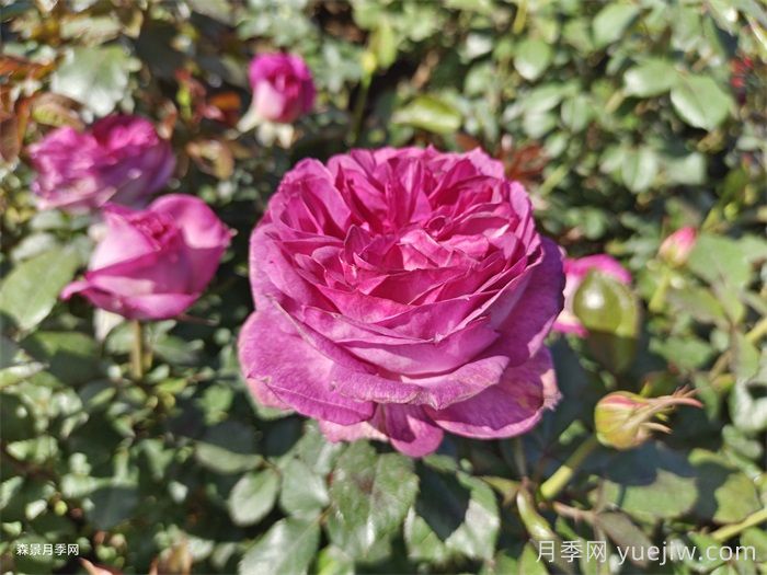 推薦二廣花友5款勤花月季，耐熱耐曬耐雨淋(圖4)