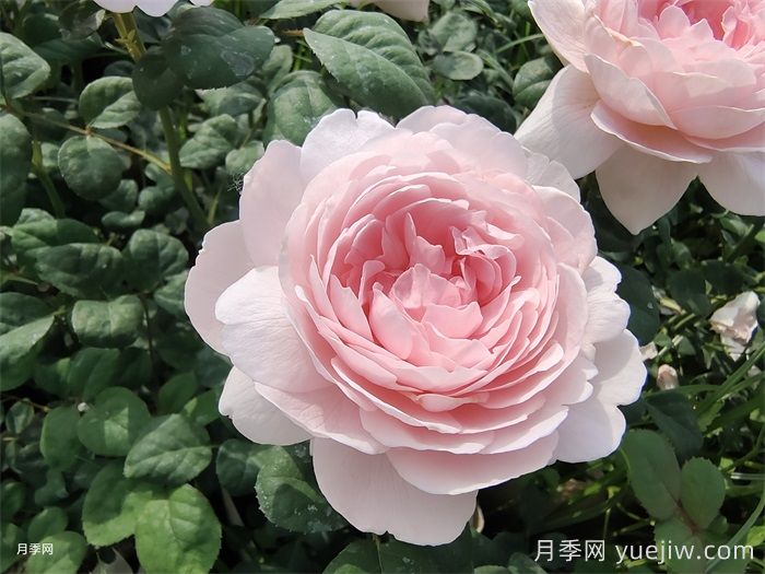 陽(yáng)臺(tái)月季別亂買！花友三年養(yǎng)花經(jīng)驗(yàn)告訴你(圖2)