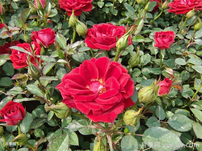 陽(yáng)臺(tái)月季別亂買！花友三年養(yǎng)花經(jīng)驗(yàn)告訴你(圖3)