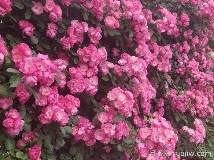 藤本月季的優(yōu)勢，爬滿圍墻就開花(圖1)