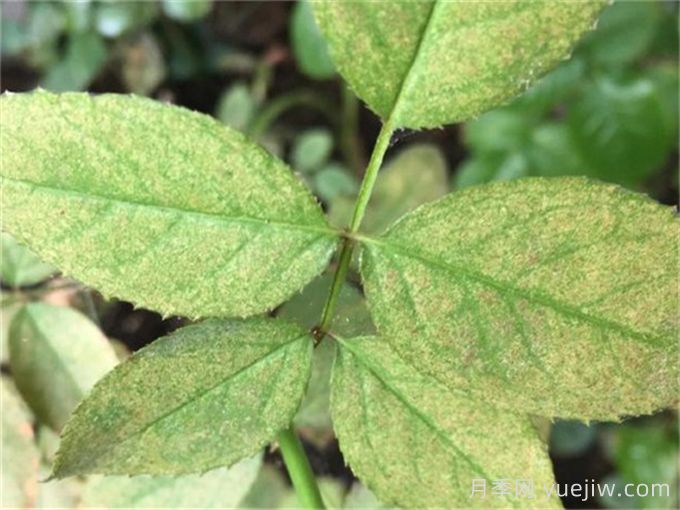 什么藥可以有效地防治月季紅蜘蛛？(圖1)
