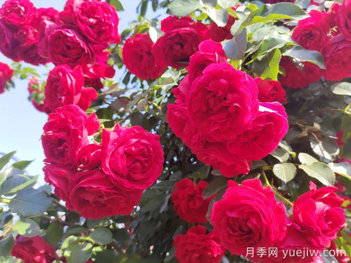 佛羅倫蒂娜，藤本月季里的王者，沒(méi)有缺點(diǎn)(圖1)