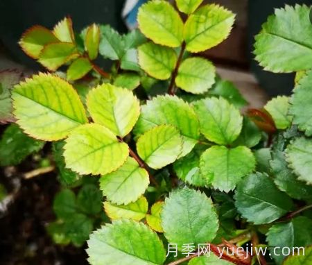 夏季月季新葉子發(fā)黃，該如何解決？(圖1)
