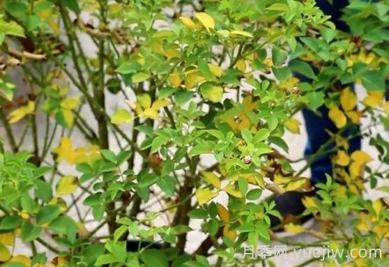 月季被高溫燙傷了怎么辦？(圖4)