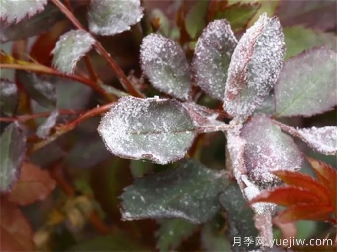 月季產(chǎn)生白粉病？給你支招解決(圖1)