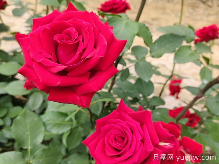 夏末秋初**波月季花，能不能看？要不要留？(圖1)