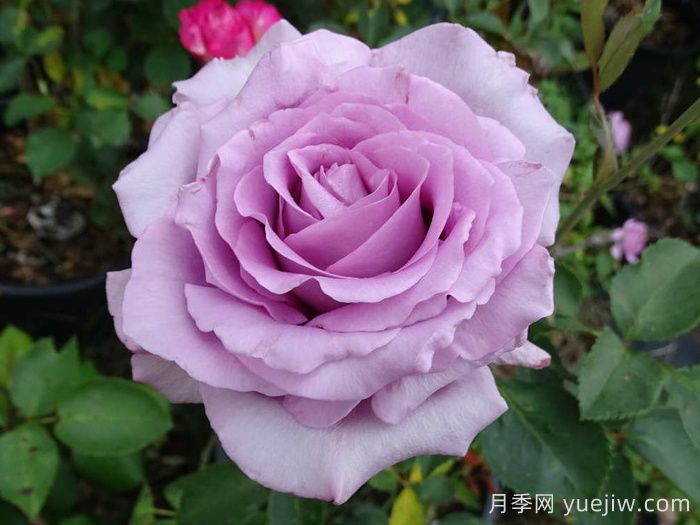 為什么紫色的月季也叫藍色？(圖2)