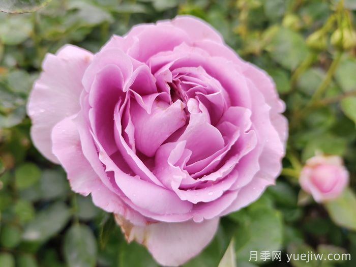 為什么紫色的月季也叫藍色？(圖1)