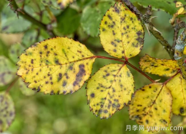 月季黃葉是因為什么原因？幫你判斷和解決(圖2)