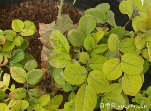 月季黃葉是因為什么原因？幫你判斷和解決(圖1)