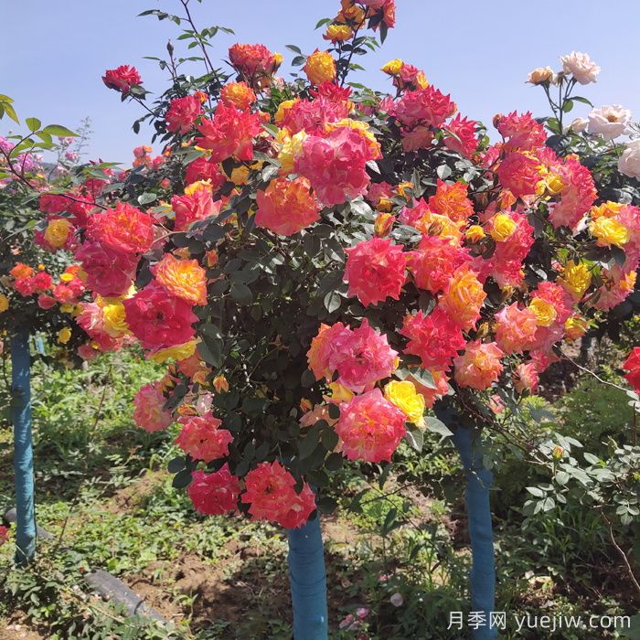 夏天開敗的月季花，如何能快速再次開花？(圖1)