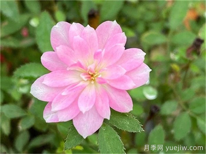 小空間能養(yǎng)的月季在這，值得入手的微型月季(圖4)