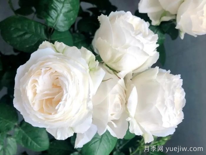 治愈系白色月季推薦，每一款都值得擁有(圖5)