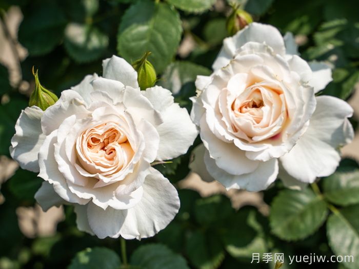治愈系白色月季推薦，每一款都值得擁有(圖3)