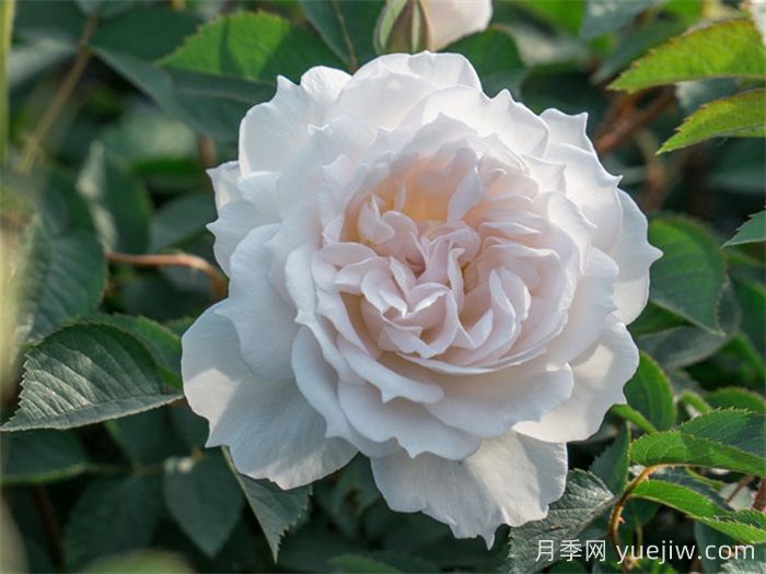 治愈系白色月季推薦，每一款都值得擁有(圖2)