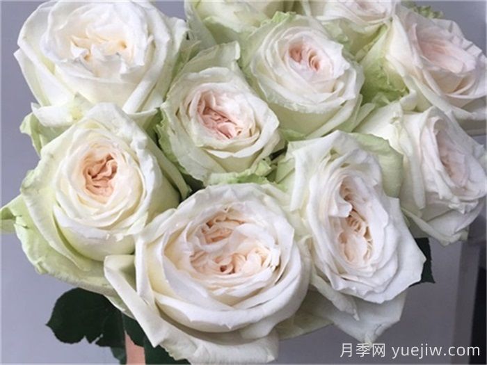 治愈系白色月季推薦，每一款都值得擁有(圖6)