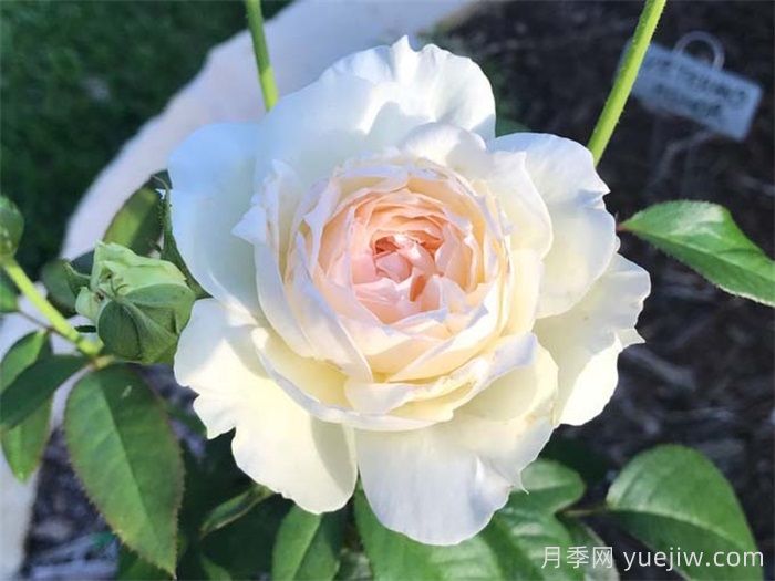 治愈系白色月季推薦，每一款都值得擁有(圖7)
