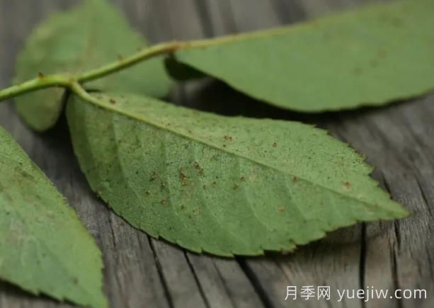 月季紅蜘蛛大爆發(fā)，怎么給它們徹底消滅干凈？(圖1)