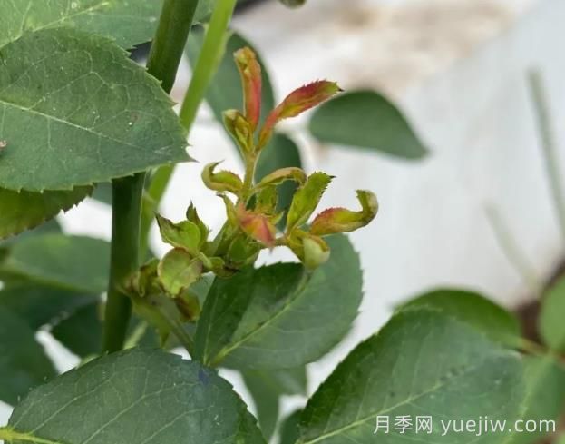 月季嫩尖干癟，到底是什么問題產(chǎn)生的？(圖1)