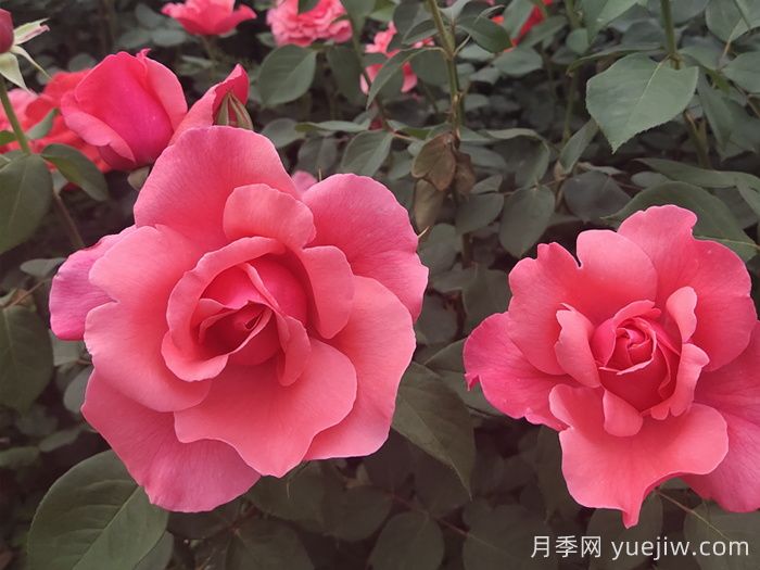 哪些月季品種適合種植在半陰環(huán)境中？(圖3)