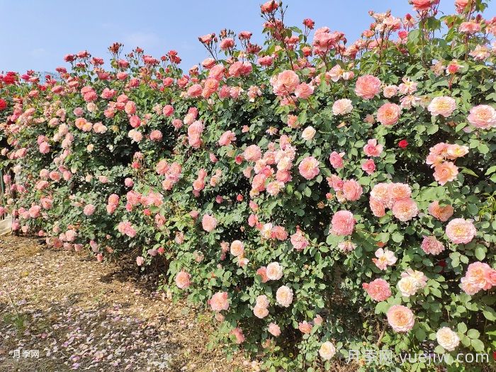 如何在半陰環(huán)境中養(yǎng)護(hù)藤本月季和豐花月季？(圖1)
