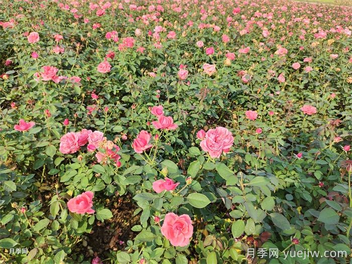 新手適合養(yǎng)大花月季還是豐花月季？(圖2)