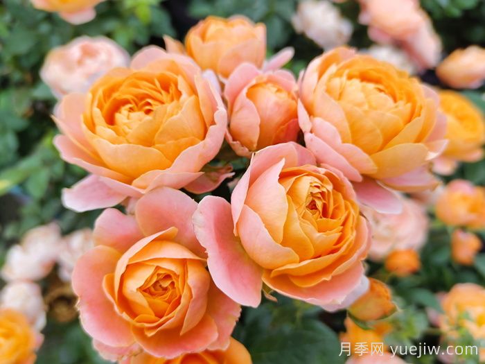 新手不會養(yǎng)月季？5個月季超級好看又好養(yǎng)(圖1)