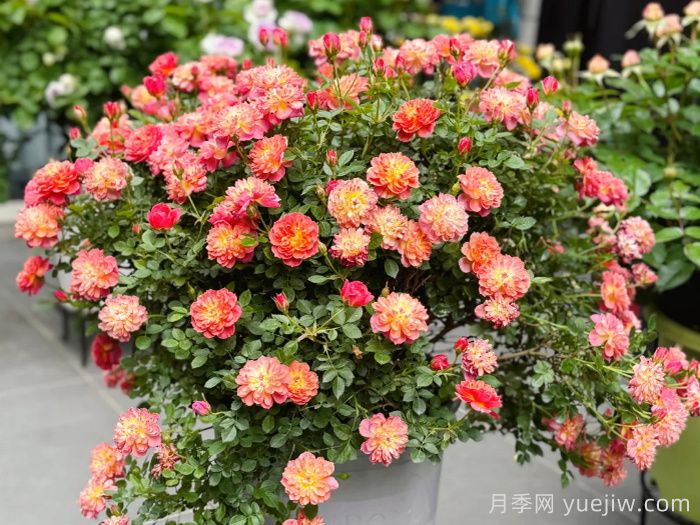 新手不會養(yǎng)月季？5個月季超級好看又好養(yǎng)(圖4)