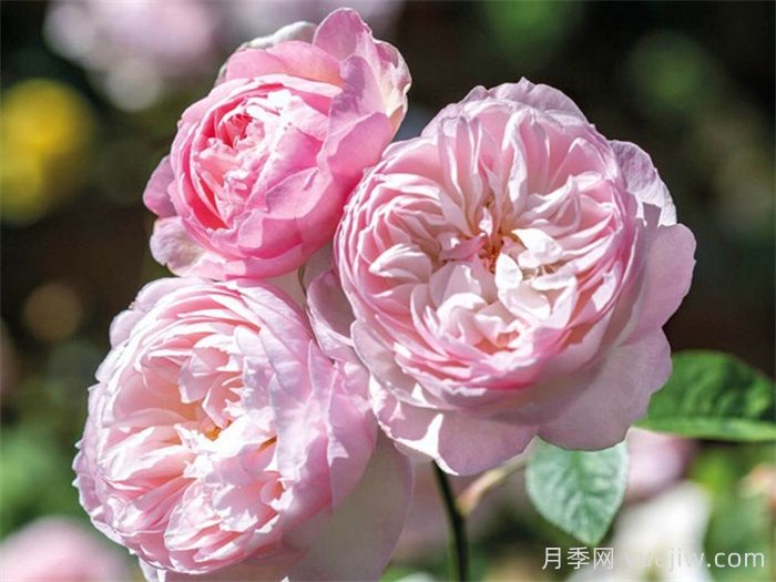 安利9款月季花，被花友吹爆(圖4)