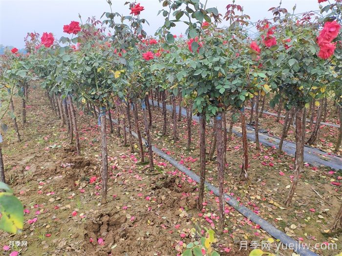 夏天月季養(yǎng)護(hù)要點(diǎn)，輕松應(yīng)對高溫花期不減(圖2)