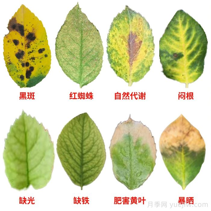 月季葉子發(fā)黃什么原因？會不會影響它正常生長？(圖1)