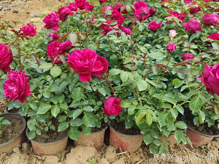 月季花秋季可以換盆嗎？秋天買回的月季如何換盆？(圖1)