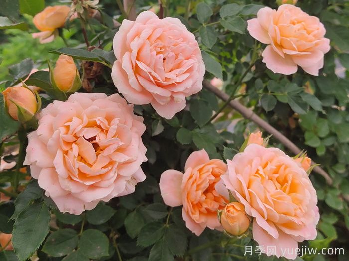 月季葉子發(fā)黃啥原因？會不會影響它正常生長？(圖1)