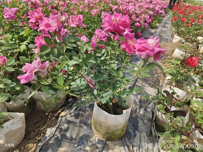 光桿月季先別扔！這樣養(yǎng)護(hù)還能爆花！(圖1)