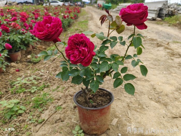 光桿月季先別扔！這樣養(yǎng)護(hù)還能爆花！(圖3)