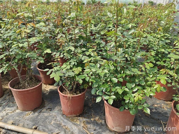 夏天月季光桿什么問題？光桿原因和養(yǎng)護(hù)措施(圖2)