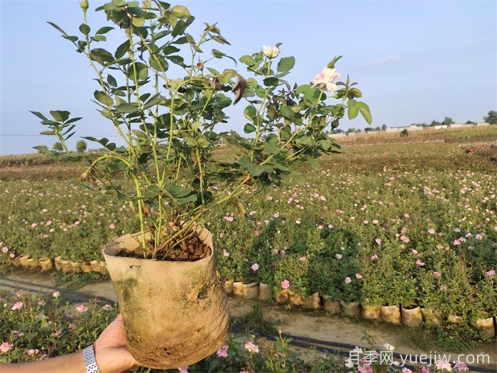 夏秋交替月季復(fù)蘇，黃葉變多怎么辦？(圖1)
