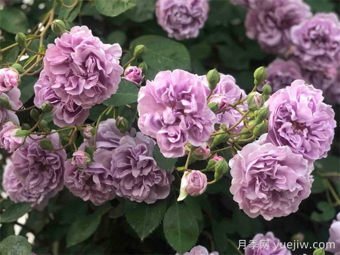 10種經(jīng)典月季花，藏在陽臺(tái)上的美好(圖1)