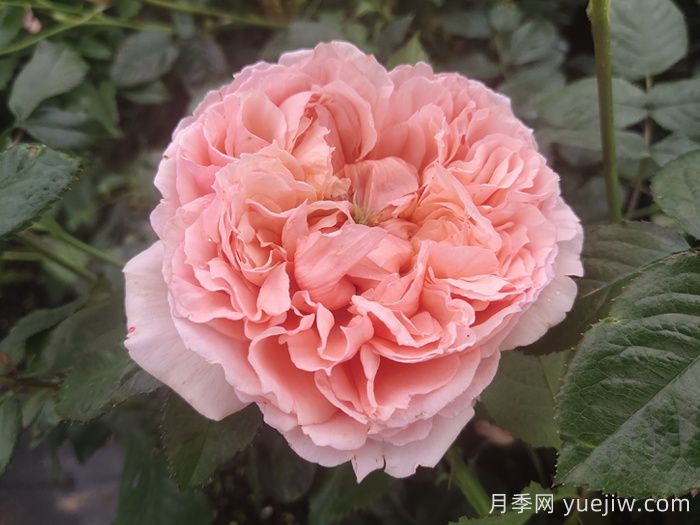 10種經(jīng)典月季花，藏在陽臺(tái)上的美好(圖2)