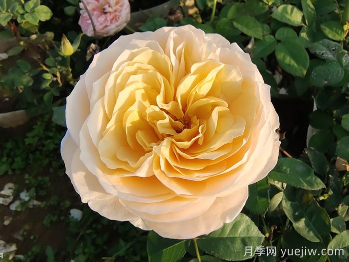 10種經(jīng)典月季花，藏在陽臺(tái)上的美好(圖3)