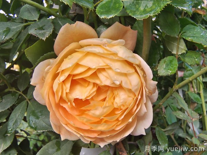 10種經(jīng)典月季花，藏在陽臺(tái)上的美好(圖4)