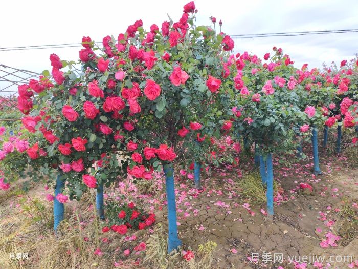 好看且花量大的樹(shù)狀月季，適合庭院種植(圖2)
