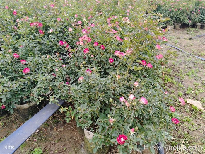 梅雨季節(jié)月季養(yǎng)護(hù)指南，陰雨天噴藥施肥教程(圖3)