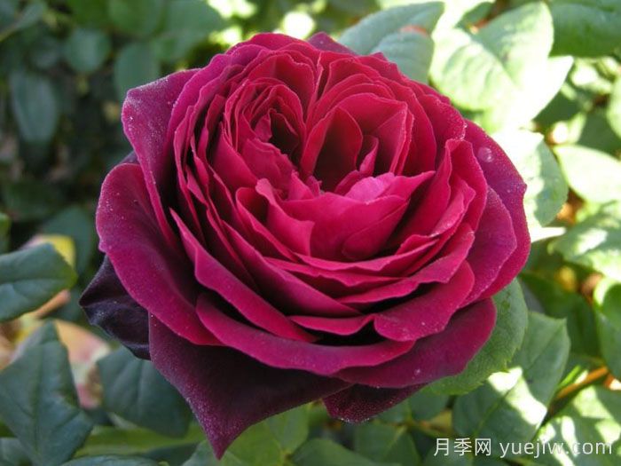 哪個月季品種更黑？黑巴克、黑魔術(shù)誰更好養(yǎng)？(圖4)