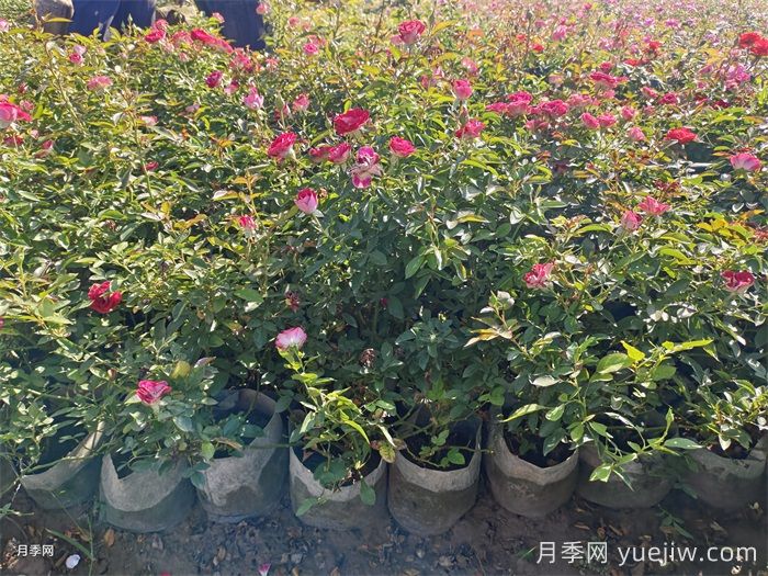  月季秋天可以移栽嗎？(圖2)