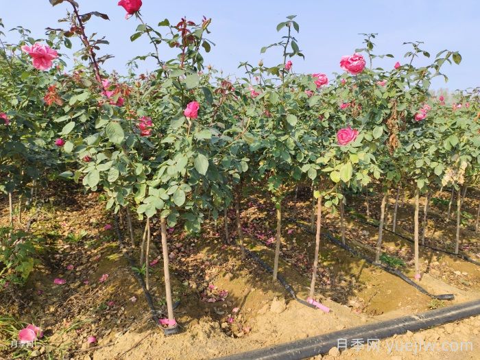 月季能開幾波秋花？秋剪時間來決定(圖1)