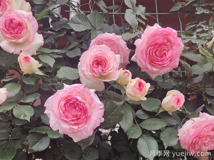 月季坑5年，放棄7款月季，越養(yǎng)越累(圖4)