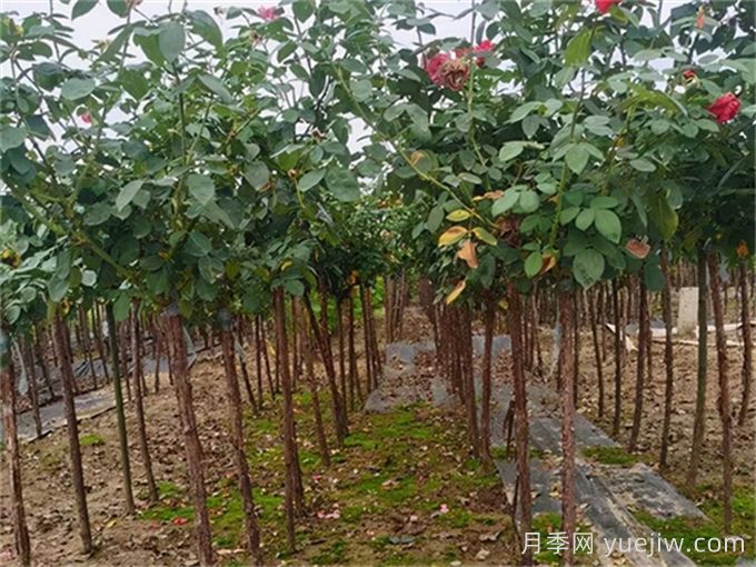 樹狀月季移栽***佳時間是什么時候？(圖2)