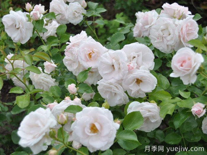阿司匹林月季(圖2)